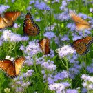 50 US Native Gregg's Blue Mist Flower Eupatorium Conoclinium Seeds
