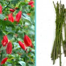 5 Cuttings Giant Mexican Fire Cracker Sleepy Hibiscus Malvaviscus