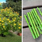 10 Cuttings Perennial Bolivian Tree Daisy Tree Sunflower Yellow Tithonia