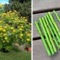 10 Cuttings Perennial Bolivian Tree Daisy Tree Sunflower Yellow Tithonia