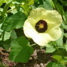 8 Sun Hibiscus Lemon Yellow Rosemallow Hibiscus Seeds