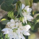 10 Anacacho Orchid Tree Native Bauhinia lunarioides Seeds