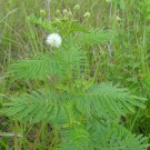 50 Wild Illinois Bundleflower Desmanthus illinoensis Seeds