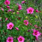 20 Native Pink Halberd Leaved Hardy Hibiscus Seeds