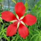 20 Red Texas Star Hardy Hibiscus Seeds