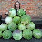 80 Giant White Cabbage British Heirloom Brassica Seeds