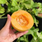 25 Heirloom Minnesota Midget Sugar Melon Seeds