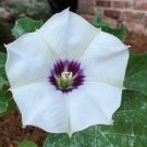 10 Native Desert Thorn-Apple Datura discolor Seeds