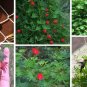 15 Palm Leaf Red Cardinal Climber Ipomoea quamoclit Seeds