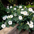 10 White Moonflower Bush Fragrant Datura Seeds