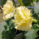 10 Yellow Ballerina Moonflower Double Datura Seeds