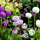 25 Showy Drumstick Primrose Mix Primula Seeds