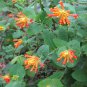 20 US Native Orange Honeysuckle Lonicera Seeds