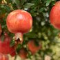 25 Red Pomegranate Fruit Punica Seeds