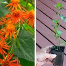 Live Plant Orange Mexican Flame Vine Senecio confusus Live Plant Orange Mexican Flame Vine Senecio confusus