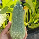 30 Heirloom Mexican Calabacita Grey Summer Squash Seeds