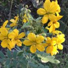 25 Wild Native Lindheimer's Velvet Leaf Senna Senna lindheimeriana Seeds