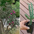 Starter Plant Hardy Cane Cholla Cactus Tree Cholla Cylindropuntia imbricata