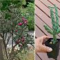 Starter Plant Hardy Cane Cholla Cactus Tree Cholla Cylindropuntia imbricata