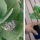 Live Plant Monarch Host Plant Giant Milkweed Calotropis procera