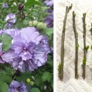 5 Cuttings Double Purple Rose of Sharon Althea Shrub Hibiscus syriacus