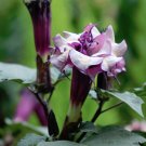 20 Purple Moonflower Double Triple Datura Seeds 20 Purple Moonflower Double Triple Datura Seeds