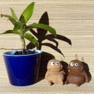 Little Stone Worrywart Figurine Sculpture House Plant Decoration Little Stone Worrywart Figurine Sculpture House Plant Decoration