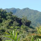 1 lb bag Hacienda Ana Luisa Puerto Rican Coffee, MEDIUM ROAST,  MEDIUM GRIND