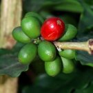 1 lb bag Bolivian Primera Extra Shade Grown Organic Coffee, MEDIUM ROAST, MEDIUM GRIND
