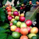 1 lb bag, Selva Negra Estate Shade Grown, Fairtrade & Organic Coffee, DARK ROAST, FINE GRIND