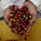 1 lb bag Mesa de Los Santos Organic Fair Trade Shade Grown Coffee, MEDIUM ROAST, COARSE  GRIND