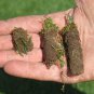 Coring Aerator Grounds Maintenance