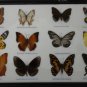 REAL 12 BEAUTIFUL BUTTERFLIES TAXIDERMY Framed/B16A/FREE ELVIS PRESLEY POSTCARDS