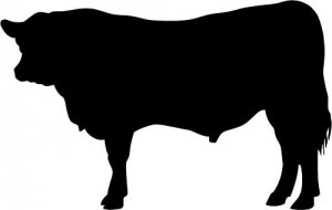 BEEF COW STICKER