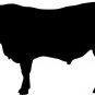 BEEF COW STICKER