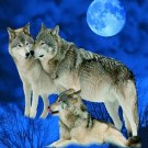 Wolves under Moon, Q958