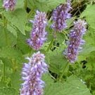 Anise Hyssop seeds - pkg of 40 seeds