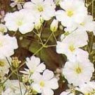 Baby's Breath seeds - pkg of 200 seeds