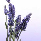 Lavender Essential Oil, 1 oz