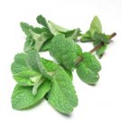 Peppermint Essential Oil, 1 oz