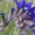 Alkanet seeds - pkg of 5 seeds