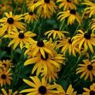 Black-eyed Susan seeds - pkg of 40 seeds