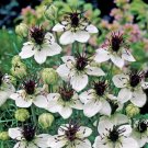 Love in a mist seeds - pkg of 20 seeds