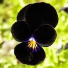 Black Viola seeds - pkg of 5 seeds