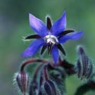 Borage seeds - pkg of 5 seeds