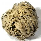 Jericho Flower (Resurrection Flower)