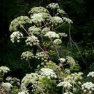 Angelica seeds, organic  - pkg of 5 seeds