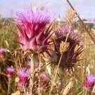 Artichoke Thistle seeds - pkg of 3 seeds