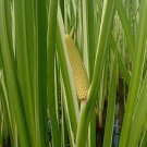Sweet Flag seeds - pkg of 10 seeds