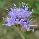 Devil's Bit seeds - pkg of 5 seeds